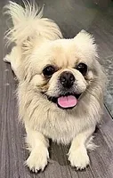 Male 2, a male Pekingese and Shih Tzu for sale in Los Angeles, CA – 5 of 6