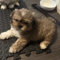 Male 1, a male Pekingese and Shih Tzu for sale in Los Angeles, CA – 2 of 10