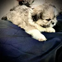 Male 2, a male Pekingese and Shih Tzu for sale in Los Angeles, CA – 2 of 6