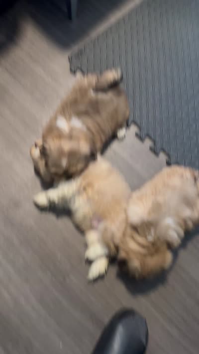 Male 1, a male Pekingese and Shih Tzu for sale in Los Angeles, CA – 9 of 10