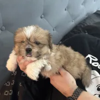 Male 4, a male Pekingese and Shih Tzu for sale in Los Angeles, CA – 3 of 7