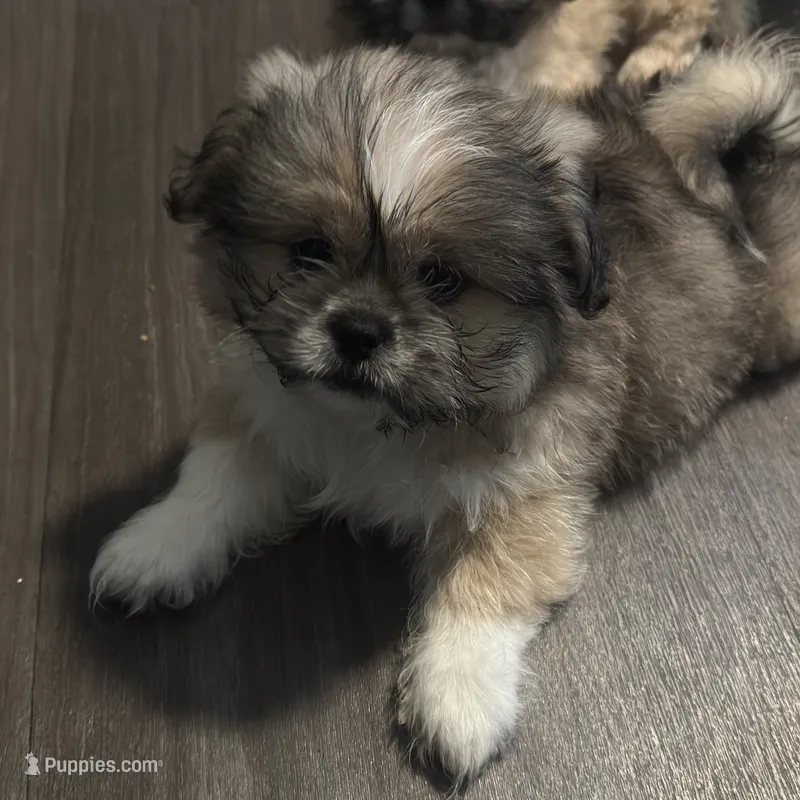 Male 2 – Pekingese, Shih Tzu puppy for sale in Los Angeles, CA