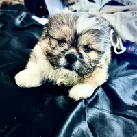 Male 2, a male Pekingese and Shih Tzu for sale in Los Angeles, CA – 3 of 6