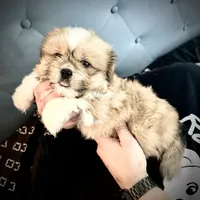 Male 1, a male Pekingese and Shih Tzu for sale in Los Angeles, CA – 7 of 10