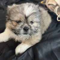 Male 1, a male Pekingese and Shih Tzu for sale in Los Angeles, CA – 4 of 10