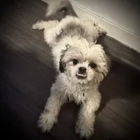 Male 4, a male Pekingese and Shih Tzu for sale in Los Angeles, CA – 6 of 7