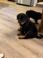 Purple collar “chewy”, a female Rottweiler for sale in Milan, NH – 2 of 8