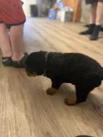 Blue collar, a male Rottweiler for sale in Milan, NH – 5 of 5
