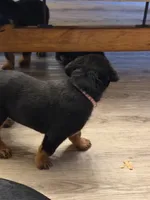 Pink collar “Sassy”, a female Rottweiler for sale in Milan, NH – 10 of 10