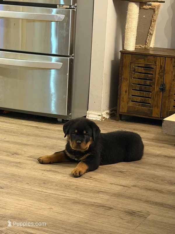 Purple collar “chewy” – Rottweiler puppy for sale in Milan, NH