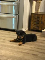 Purple collar “chewy”, a female Rottweiler for sale in Milan, NH – 1 of 8