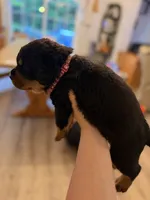 Red collar, a male Rottweiler for sale in Milan, NH – 2 of 6