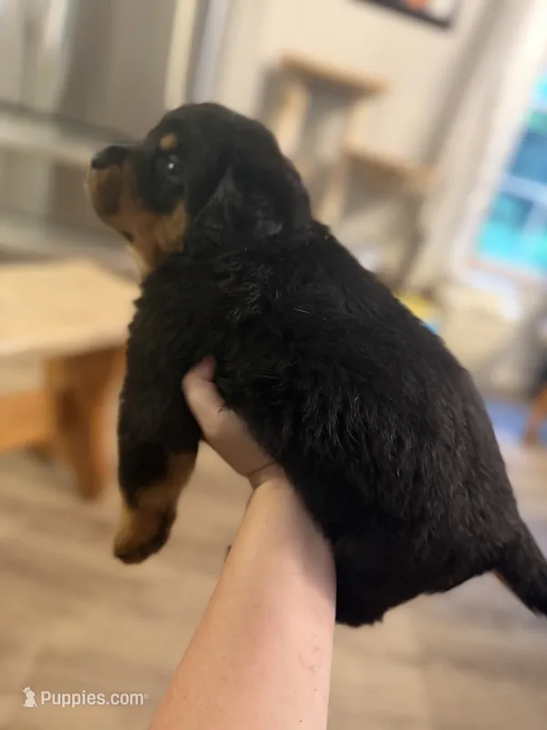 Purple collar – Rottweiler puppy for sale in Milan, NH