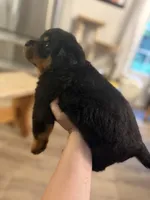 Purple collar, a female Rottweiler for sale in Milan, NH – 1 of 5