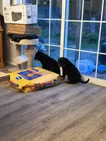 Pink collar “Sassy”, a female Rottweiler for sale in Milan, NH – 3 of 10