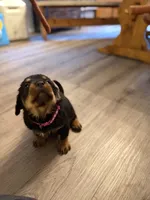 Pink collar, a female Rottweiler for sale in Milan, NH – 4 of 6