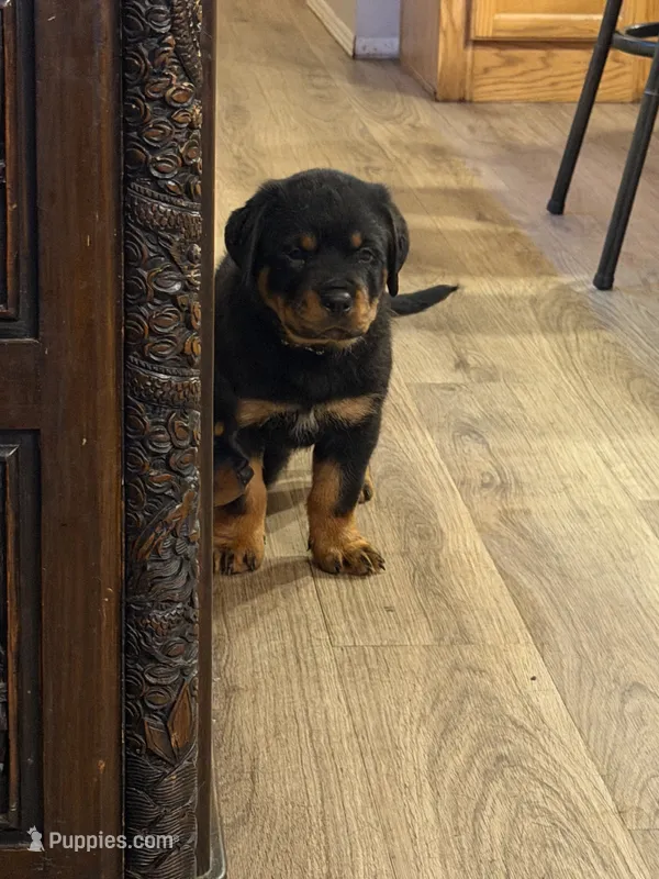 Blue collar “Dumpling” – Rottweiler puppy for sale in Milan, NH