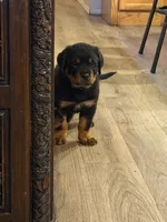 Blue collar “Dumpling”, a male Rottweiler for sale in Milan, NH – 1 of 8