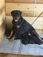 Green collar, a male Rottweiler for sale in Milan, NH – 4 of 7