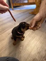 Red collar, a male Rottweiler for sale in Milan, NH – 5 of 6