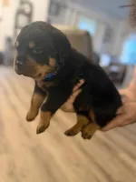 Blue collar, a male Rottweiler for sale in Milan, NH – 3 of 5