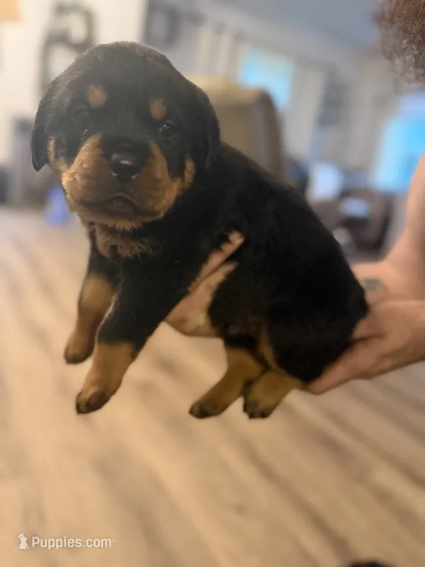 Blue collar – Rottweiler puppy for sale in Milan, NH