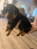 Blue collar, a male Rottweiler for sale in Milan, NH – 1 of 5