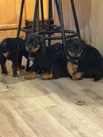 Pink collar “Sassy”, a female Rottweiler for sale in Milan, NH – 4 of 10
