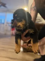 Purple collar, a female Rottweiler for sale in Milan, NH – 2 of 5