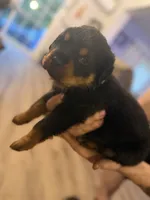 Green collar, a male Rottweiler for sale in Milan, NH – 6 of 7