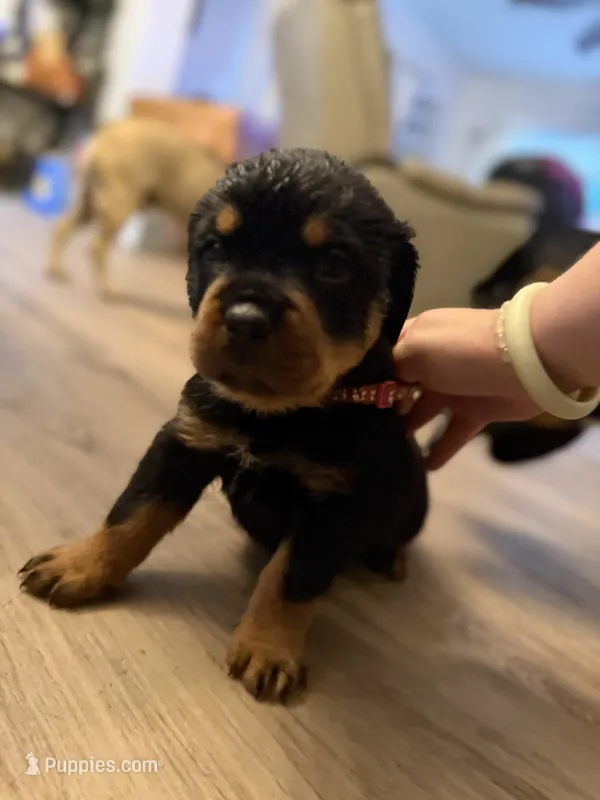 Red collar – Rottweiler puppy for sale in Milan, NH