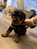 Red collar, a male Rottweiler for sale in Milan, NH – 1 of 6