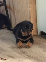 Blue collar “Dumpling”, a male Rottweiler for sale in Milan, NH – 2 of 8
