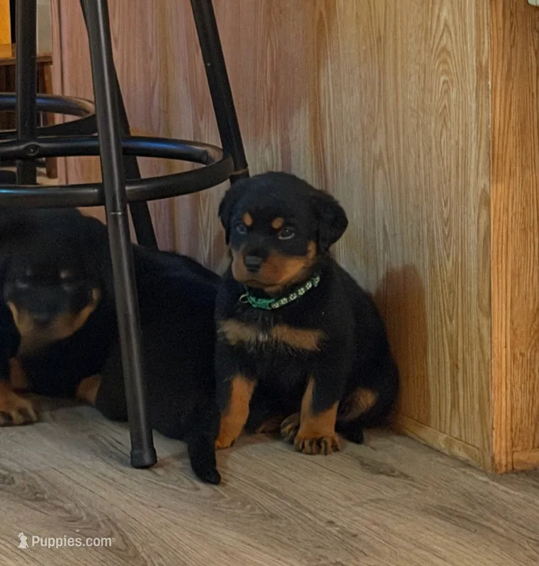 Green collar “Einstein” – Rottweiler puppy for sale in Milan, NH