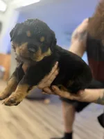 Green collar, a male Rottweiler for sale in Milan, NH – 5 of 7