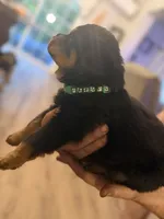 Green collar, a male Rottweiler for sale in Milan, NH – 3 of 7
