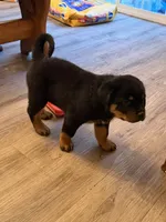 Purple collar “chewy”, a female Rottweiler for sale in Milan, NH – 4 of 8