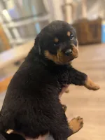 Purple collar, a female Rottweiler for sale in Milan, NH – 3 of 5