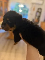Pink collar, a female Rottweiler for sale in Milan, NH – 3 of 6