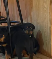 Green collar “Einstein”, a male Rottweiler for sale in Milan, NH – 2 of 9