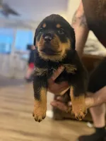 Purple collar, a female Rottweiler for sale in Milan, NH – 4 of 5