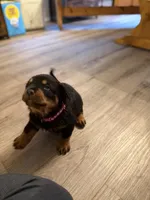 Pink collar, a female Rottweiler for sale in Milan, NH – 5 of 6