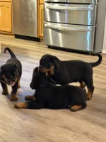 Blue collar “Dumpling”, a male Rottweiler for sale in Milan, NH – 3 of 8