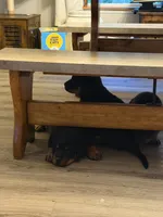Pink collar “Sassy”, a female Rottweiler for sale in Milan, NH – 6 of 10