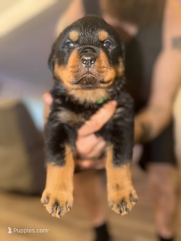Green collar – Rottweiler puppy for sale in Milan, NH