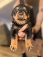 Green collar, a male Rottweiler for sale in Milan, NH – 1 of 7