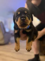 Blue collar, a male Rottweiler for sale in Milan, NH – 2 of 5