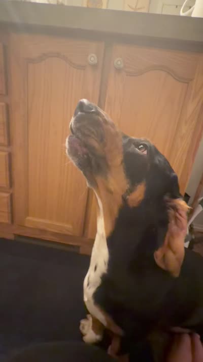 Pink collar, a female Rottweiler for sale in Milan, NH – 6 of 6