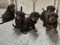 Pink collar, a female Rottweiler for sale in Milan, NH – 2 of 6