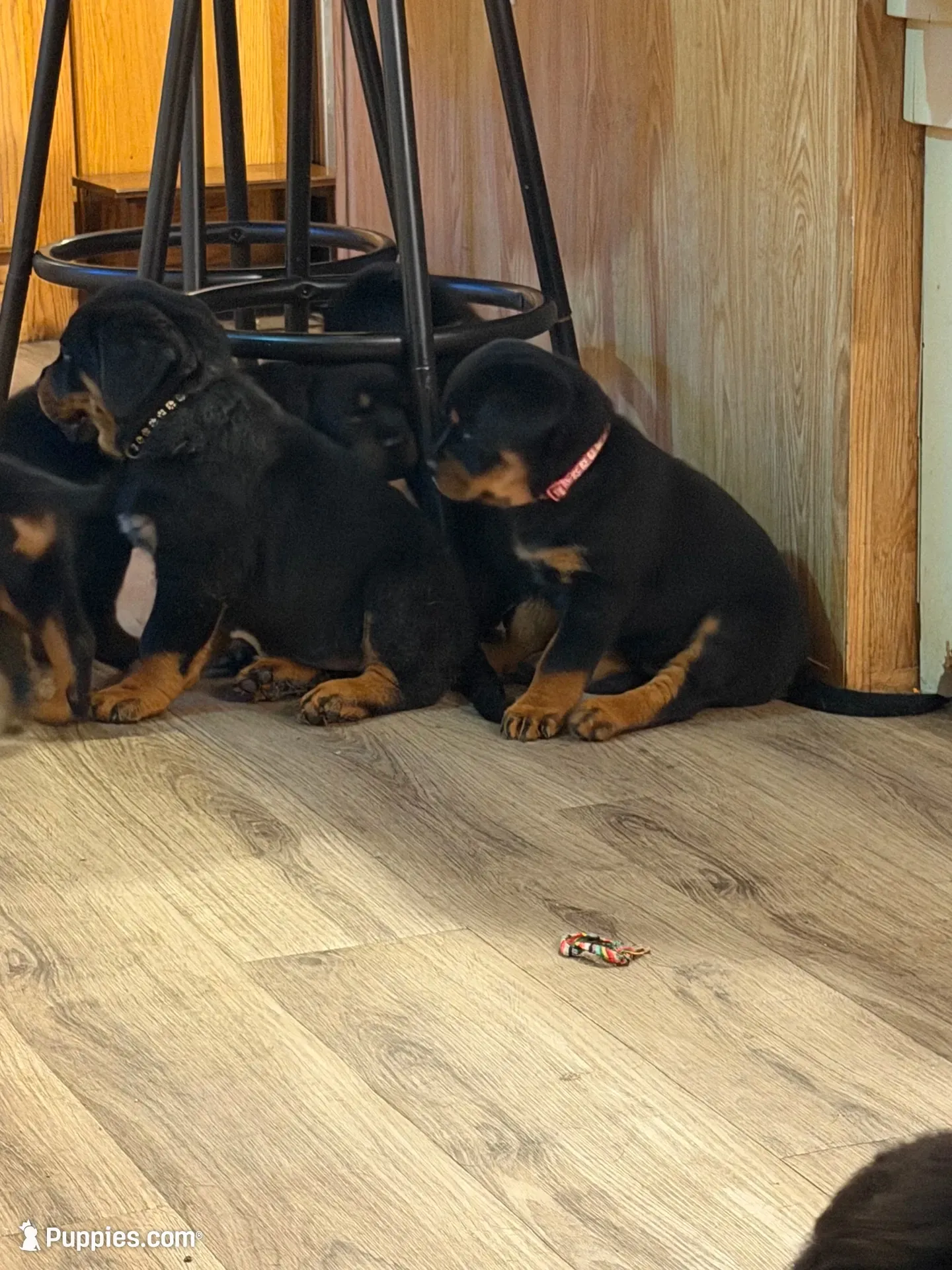 Pink collar “Sassy”, a female Rottweiler for sale in Milan, NH – 2 of 10